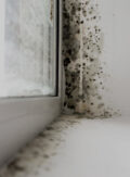 Développement de moisissures près d'une fenêtre