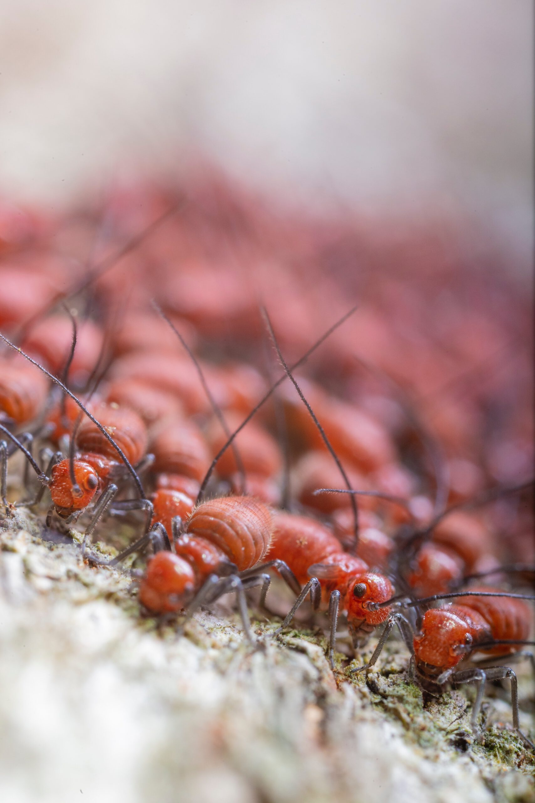 Colonie de termites rouges