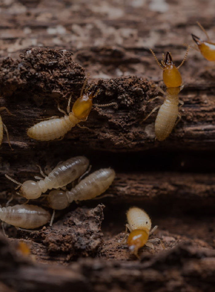 Termites attaquant du bois